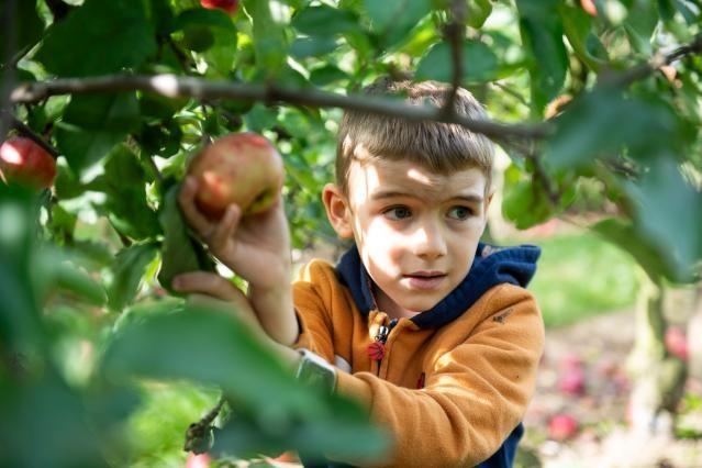 Apple picking - Organic farming