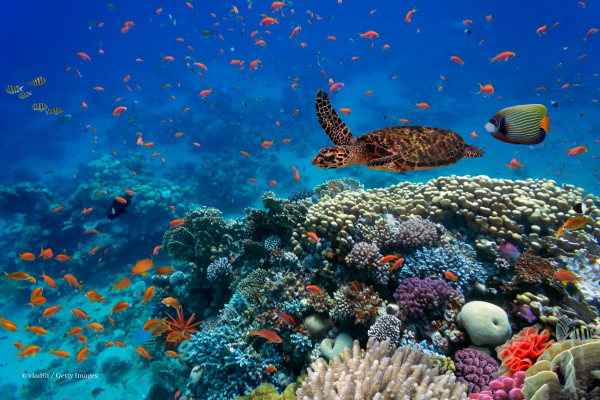 Multicolour reefs on ocean floor, with sea turtle and fish swimming around.