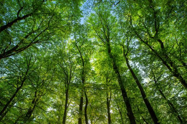 Europe’s beech forests threatened by climate change