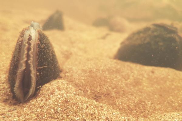 Mussel on ocean floor.