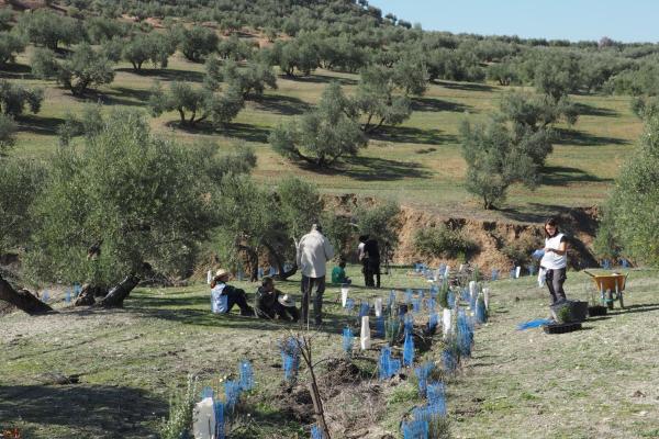 Workers in olive grove.
