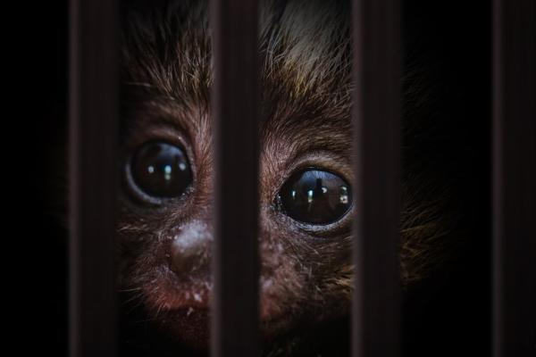 Monkey behind bars - wildlife trafficking