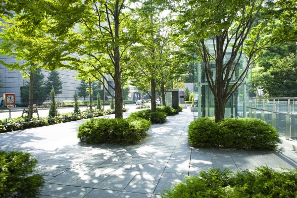 Paved surfaces that allow soil to ‘breathe’ may be the best option for urban trees
