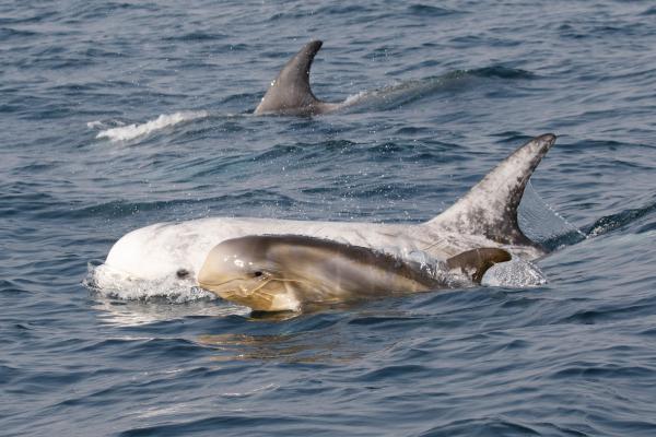 Pollutant chemicals found in stranded specimens of endangered dolphin on the Italian coastline