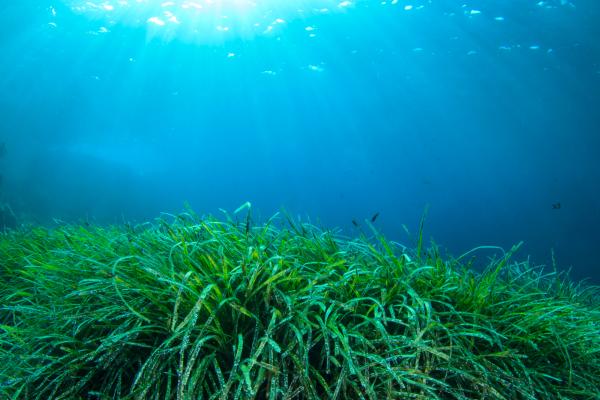 Seagrass services lost in Gulf of Gabes