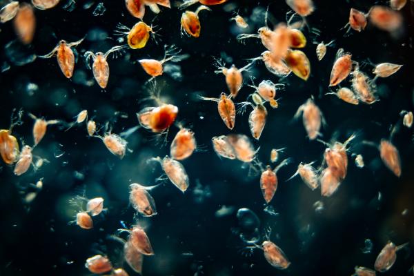 Cancer drugs in freshwater impact survival of water fleas - an important fish food 
