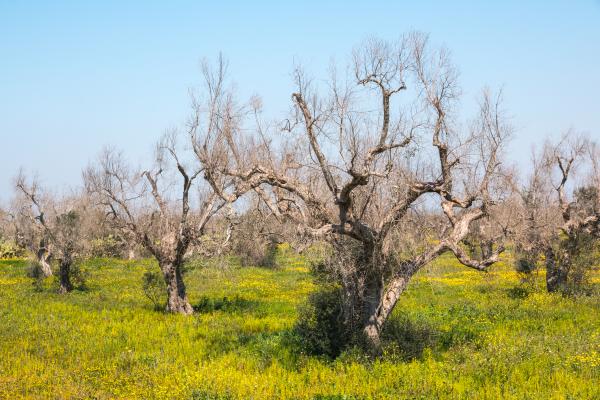 EU satellites reveal how bio-fertiliser can protect the olive groves of southern Italy