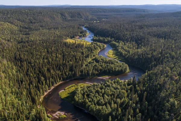 A bird’s eye view of boreal forests: using satellite remote sensing to monitor biodiversity richness