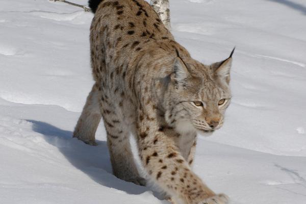 Lynx walking through snowy landscape