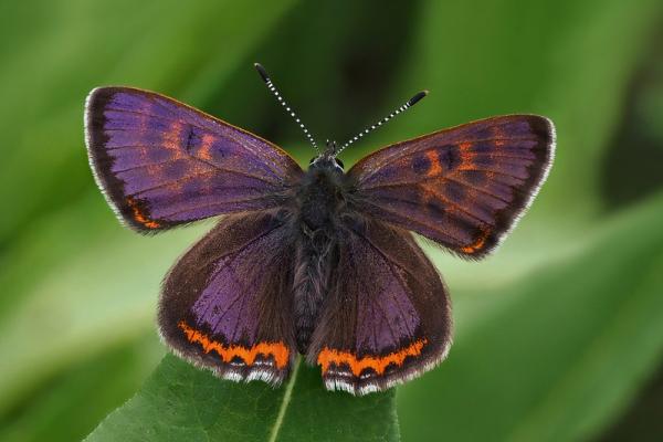 Butterfly Lycaena helle