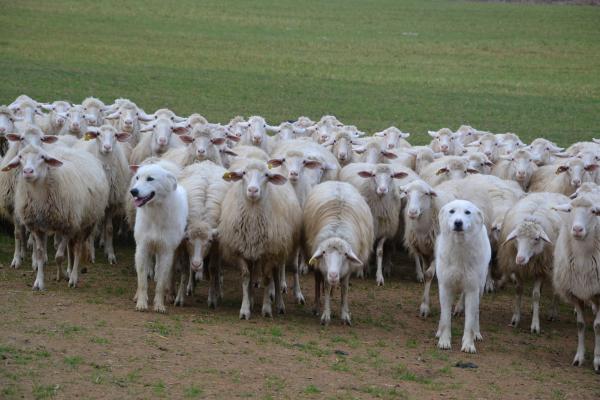 Two livestock protection dogs guarding a heard of sheep