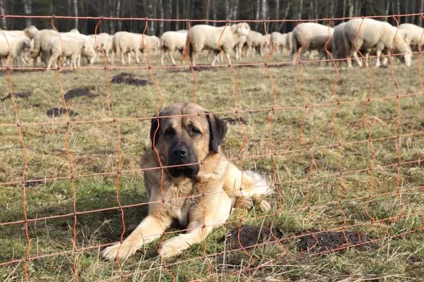 Livestock guarding dog protecting a flock of sheep in the background