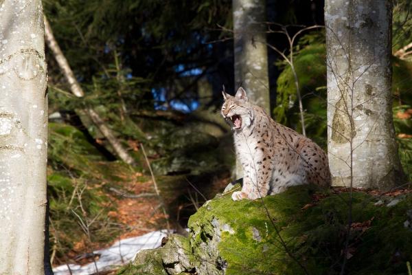 Lynx sitting on rock in forest