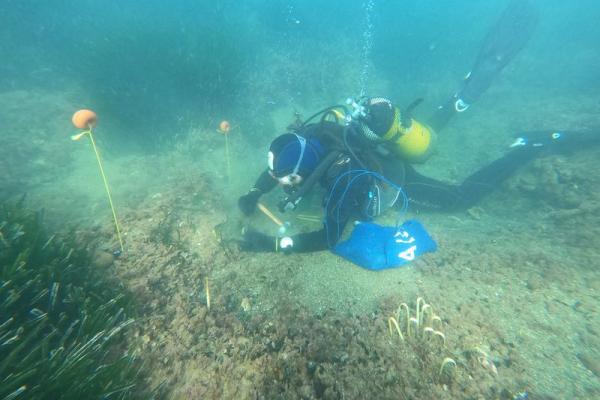 scuba diver replanting