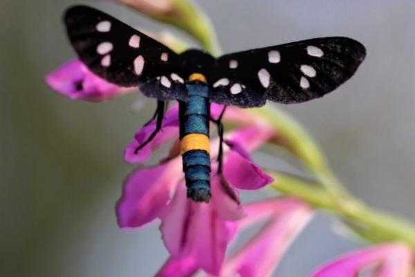 Amata phegea butterfly on a pink flower