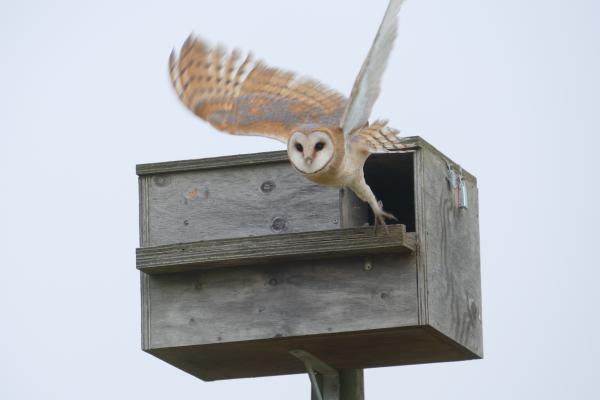 Orange and grey owl flying outside a box/house