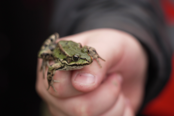 A frog sits on someone's hand
