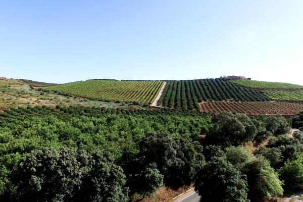 A panoramic view of a vineyard in Portugal 