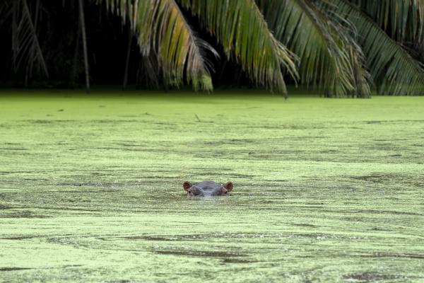 A hippo in the water in Colombia